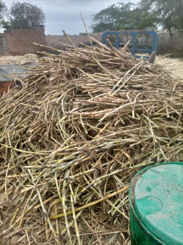 Fresh Sugarcane Saccharum officinarum. from Pakistan